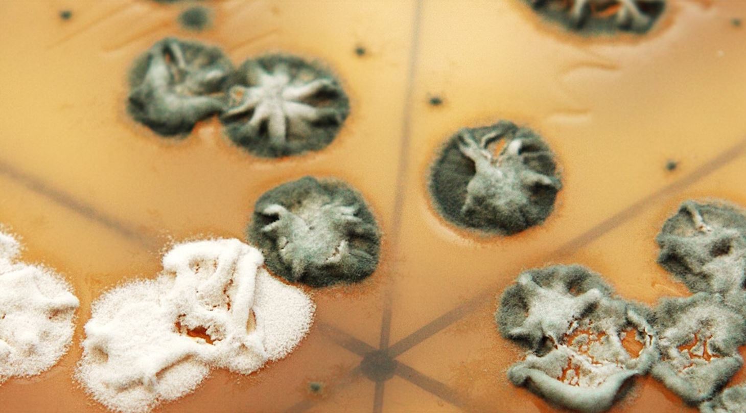 Udvikling af svamp på agarplade